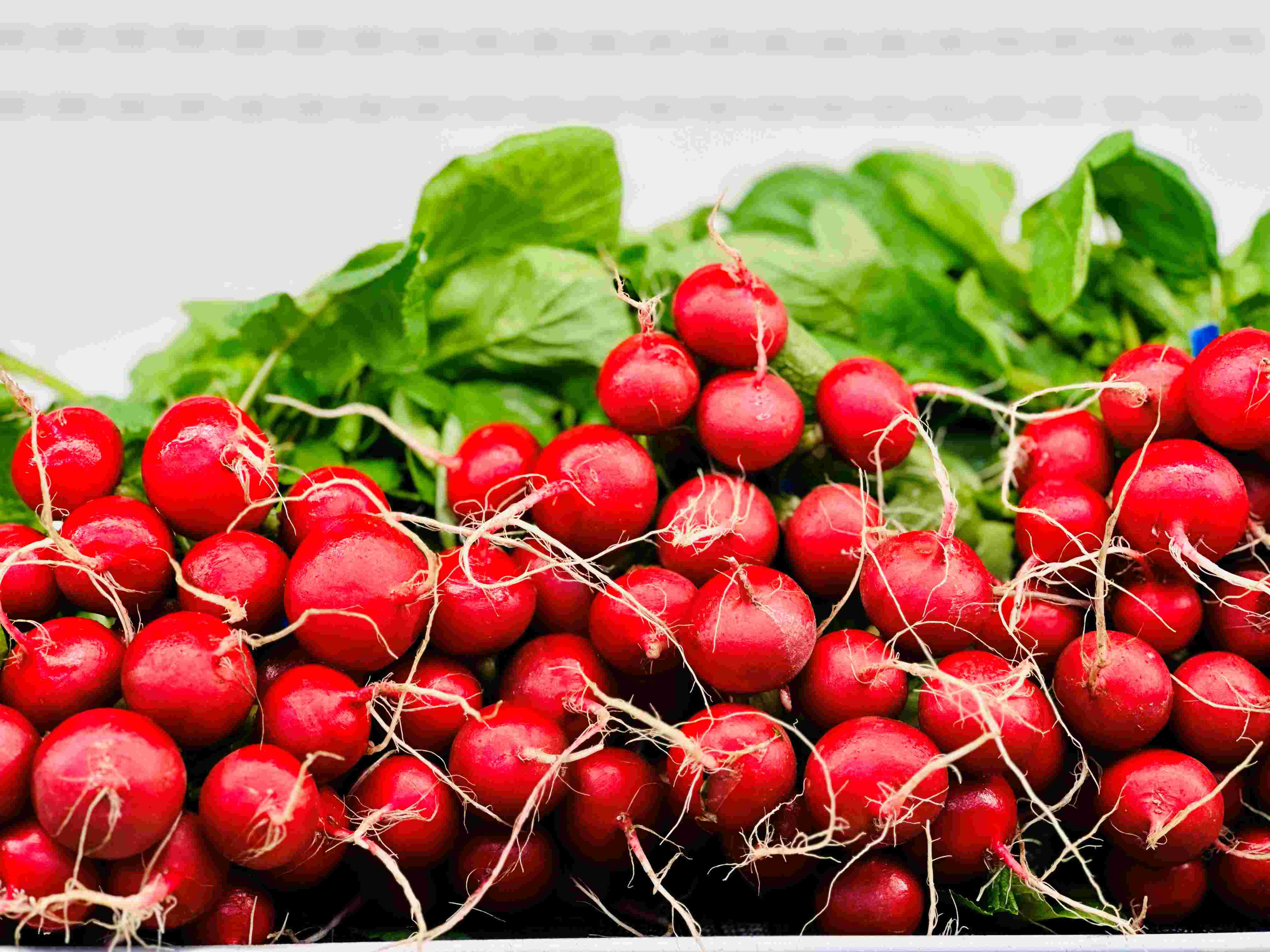 Vegetable Crops