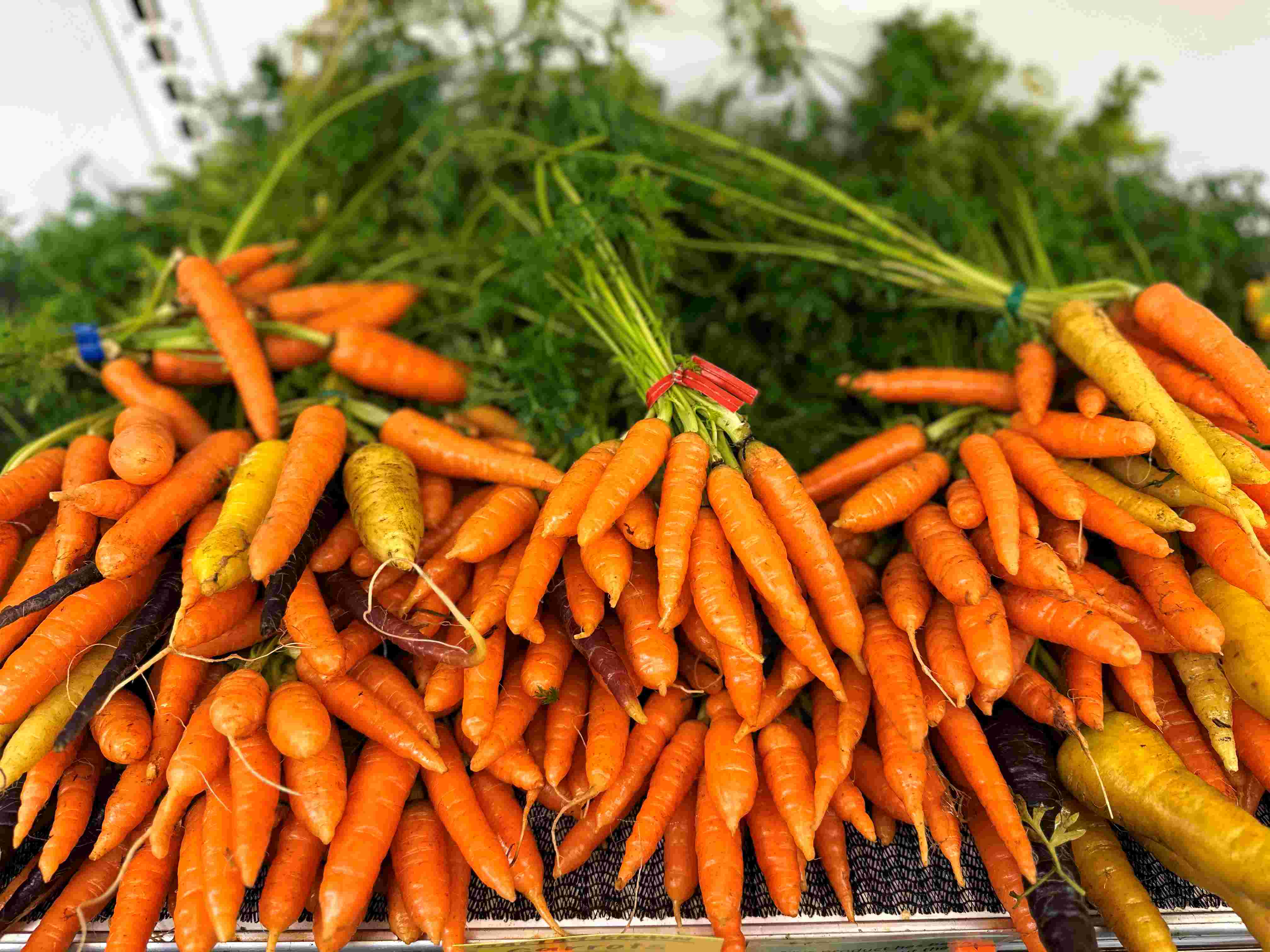 Vegetable Crops