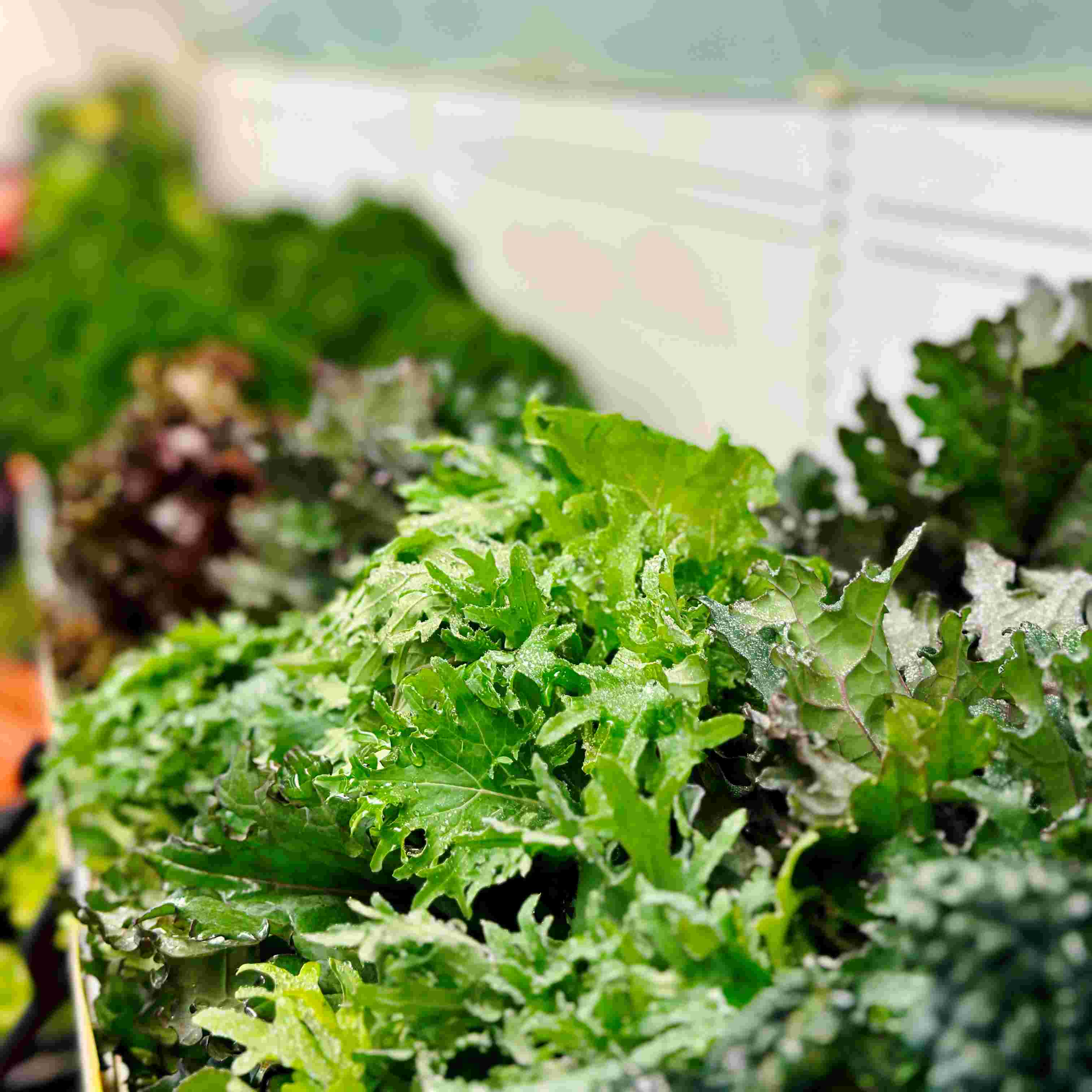 Vegetable Crops