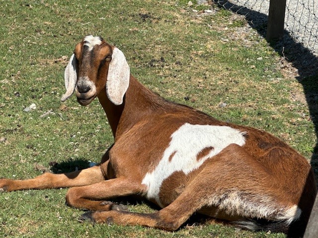 Animals