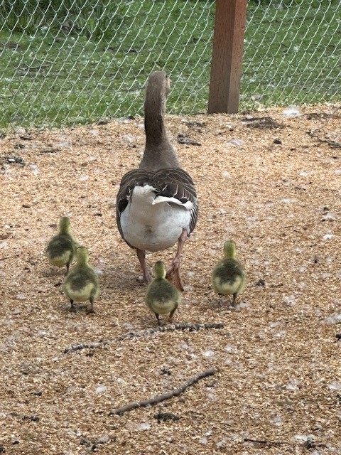Animals