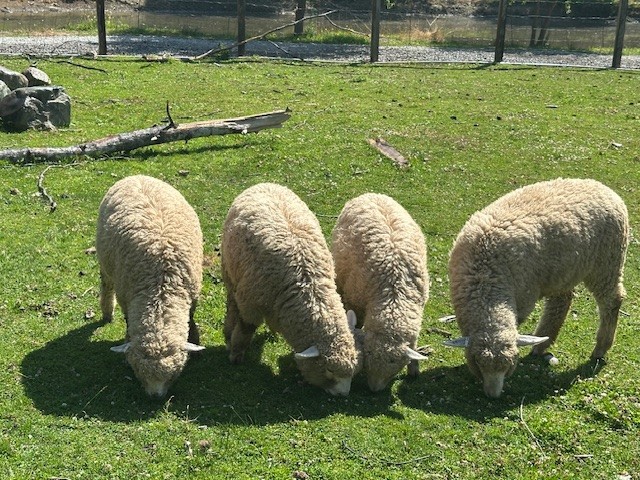 Animals