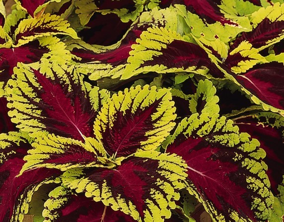 Coleus Kong Rose Container 1169 002 crop