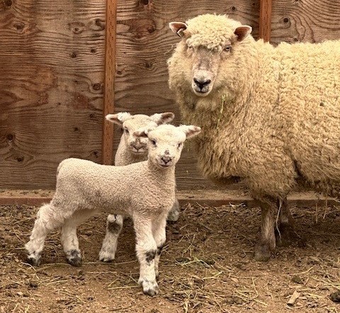 2 lambs 2024