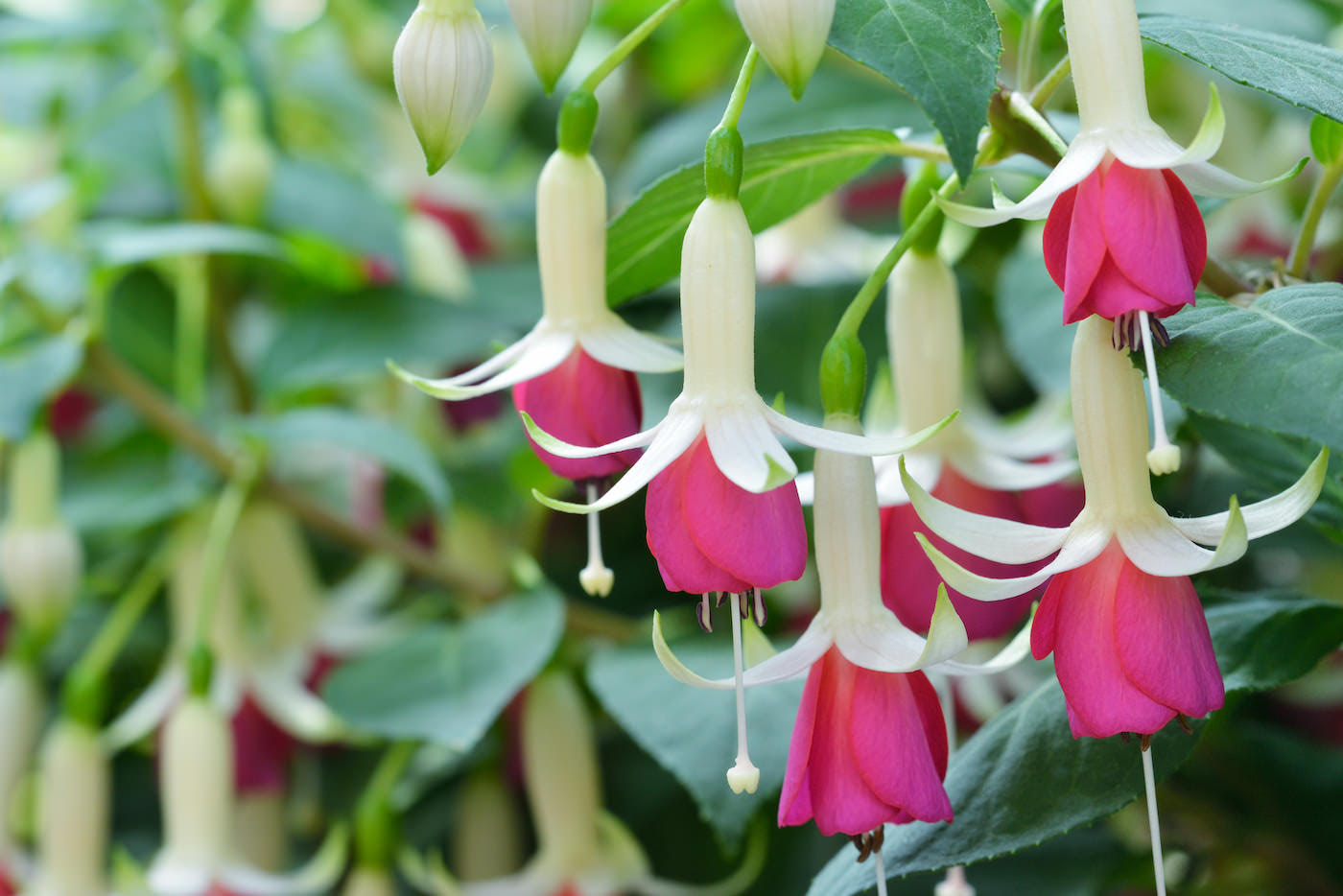 Fuchsias