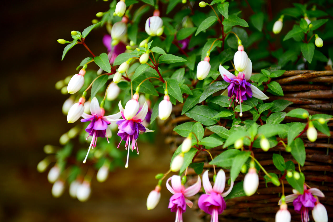 Fuchsias