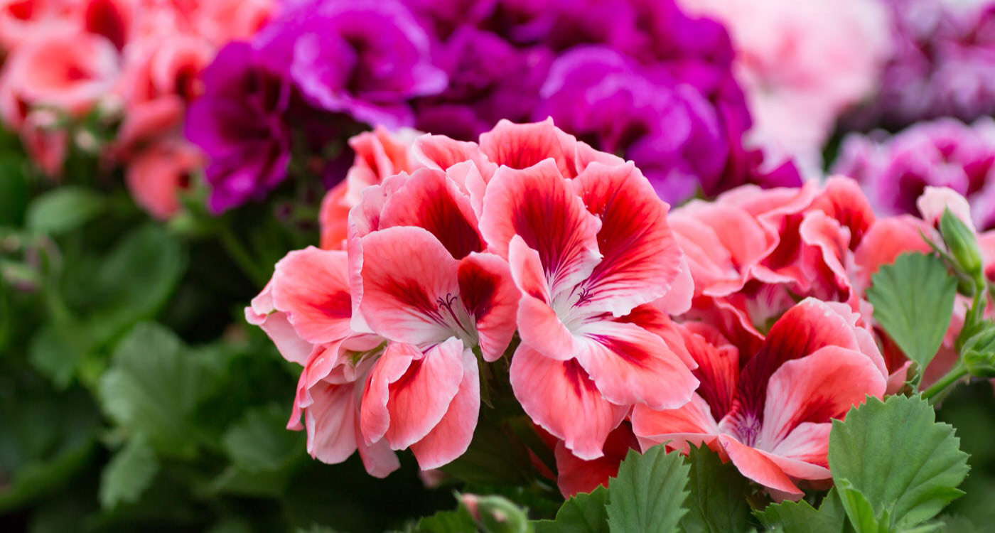 Geraniums