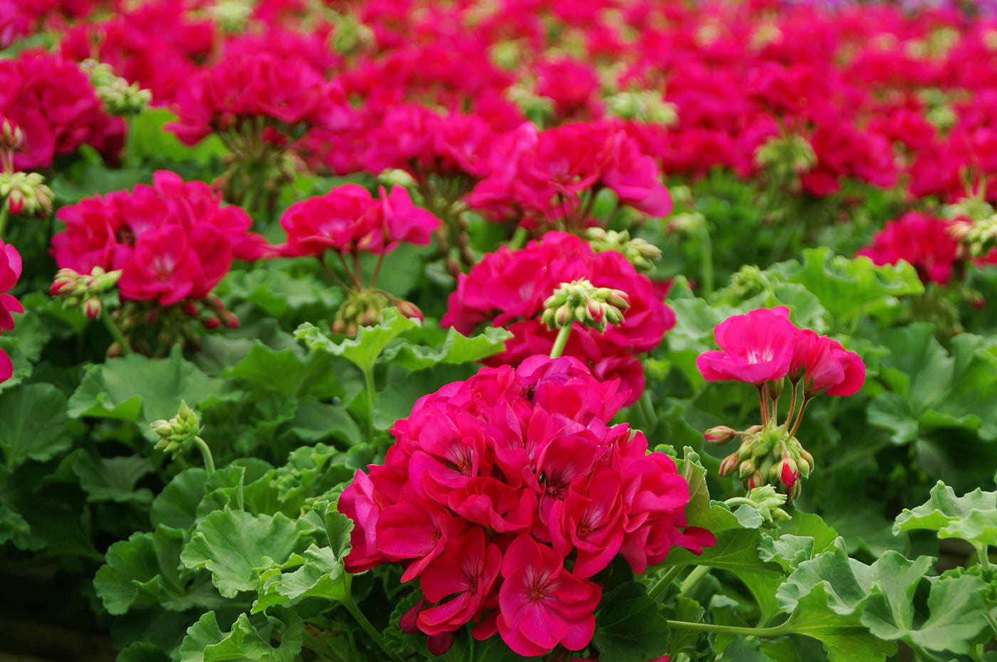 Geraniums