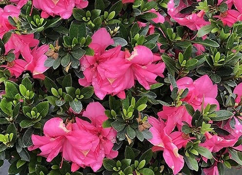 Azalea Macrantha Pink Landscape 500 3