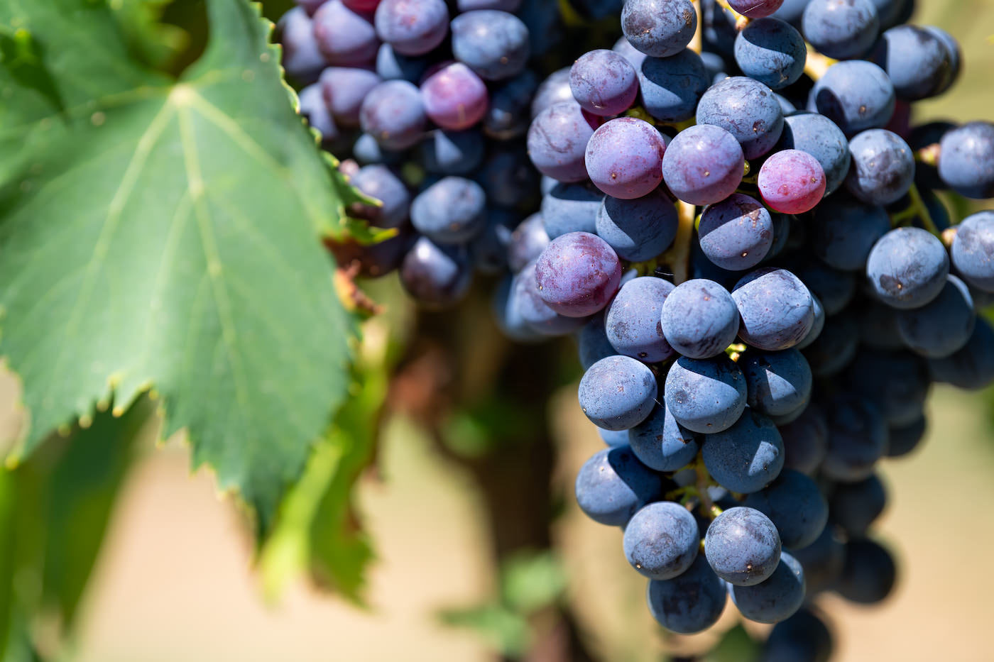 Berries and Grapes