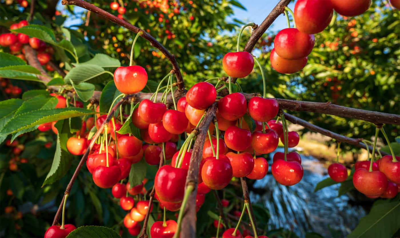 Fruit Trees & Nuts