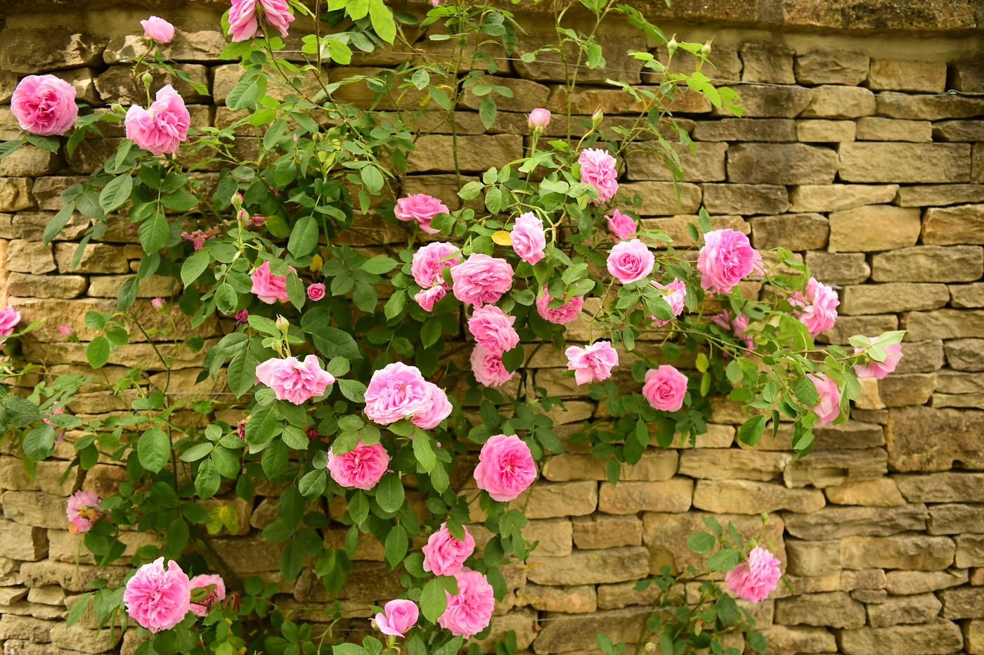 Climbing Roses