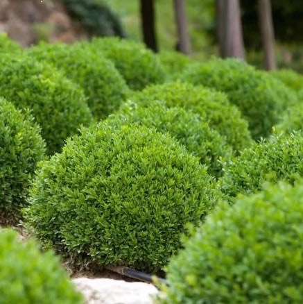 Dwarf Boxwood