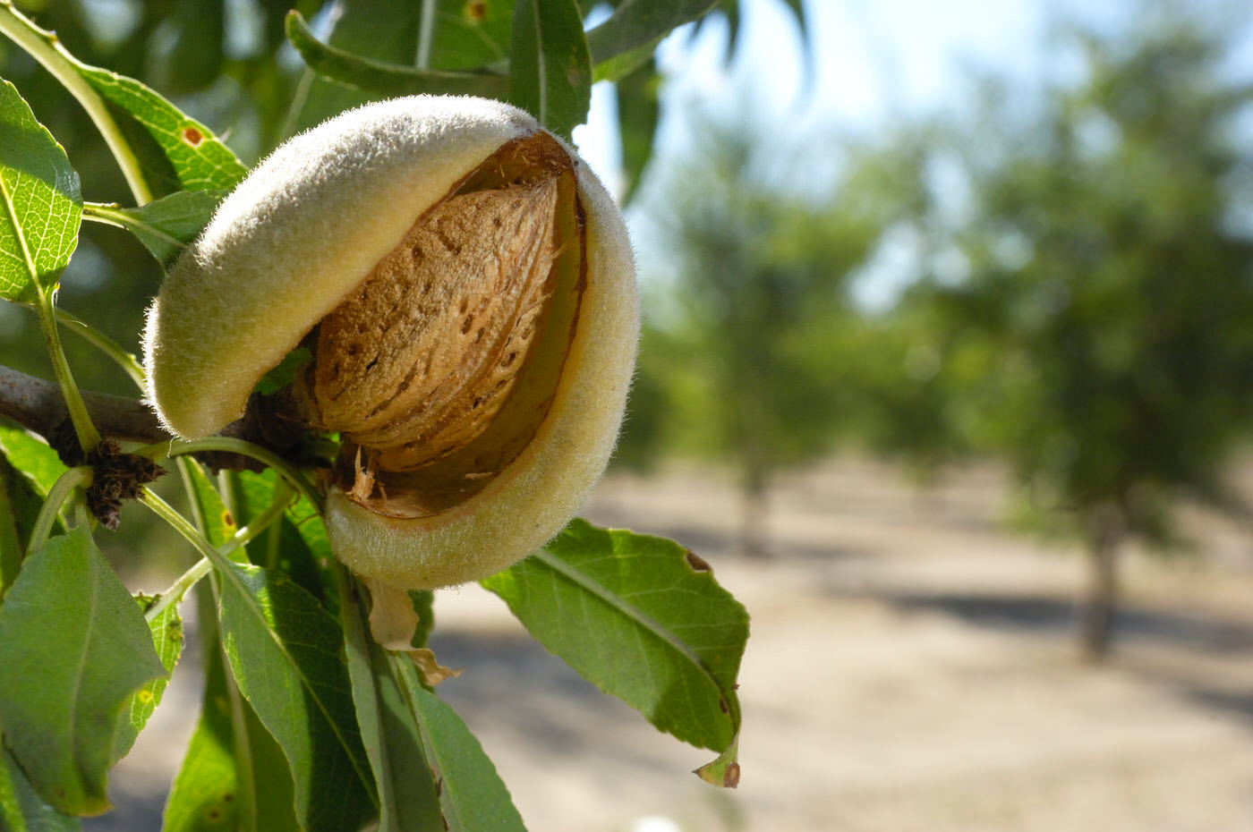 Fruit Trees & Nuts