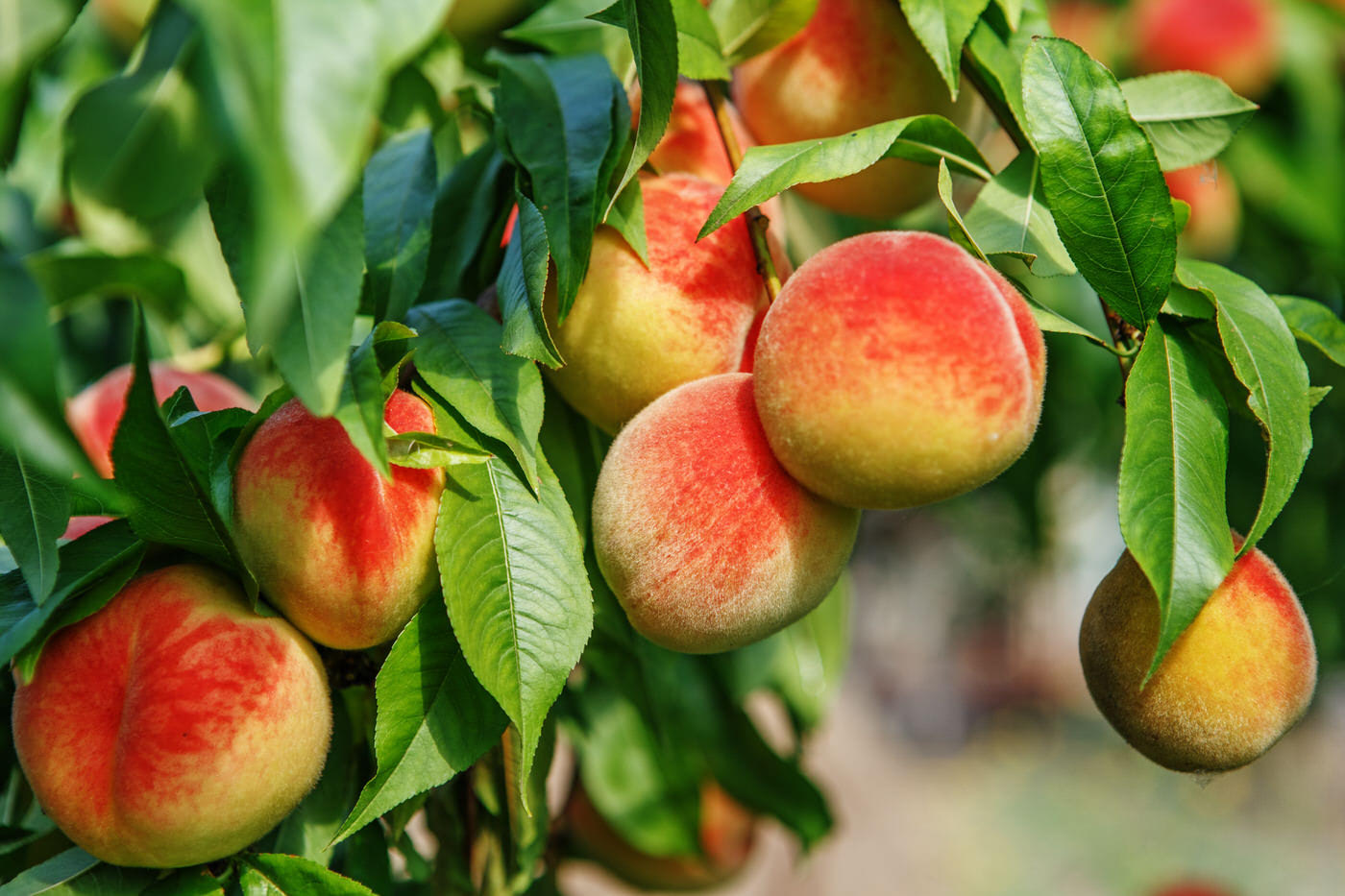 Edible Fruit Nut Trees2