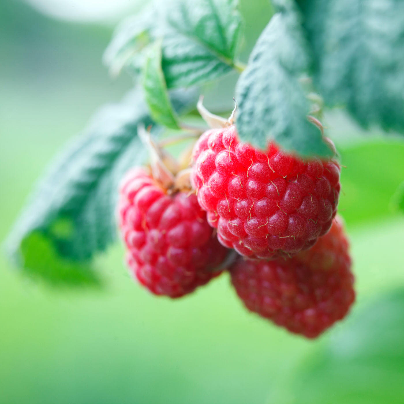 Berries and Grapes