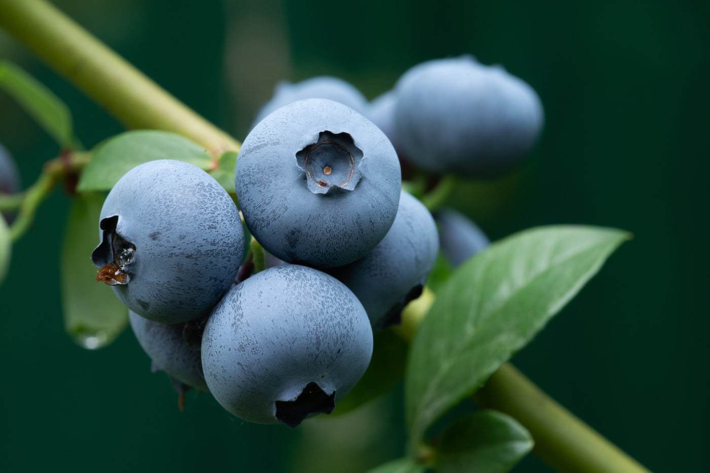 Berries and Grapes