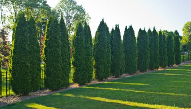 Emerald Green Arborvitae Spacing 2 