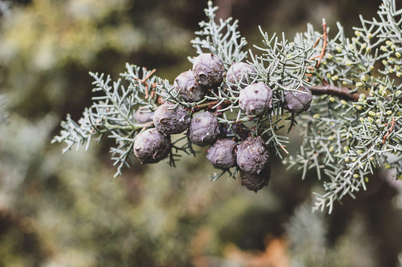 Conifers