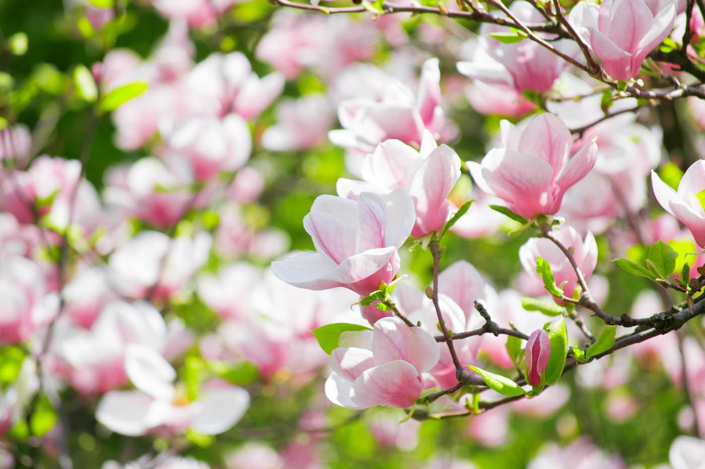 Flowering Trees