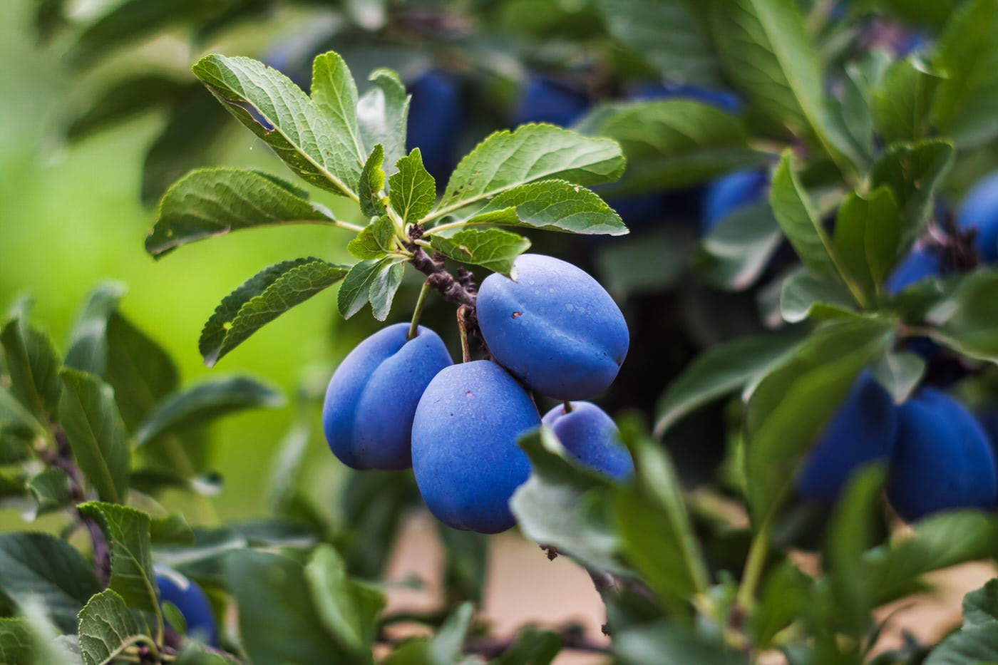 Fruit Trees & Nuts