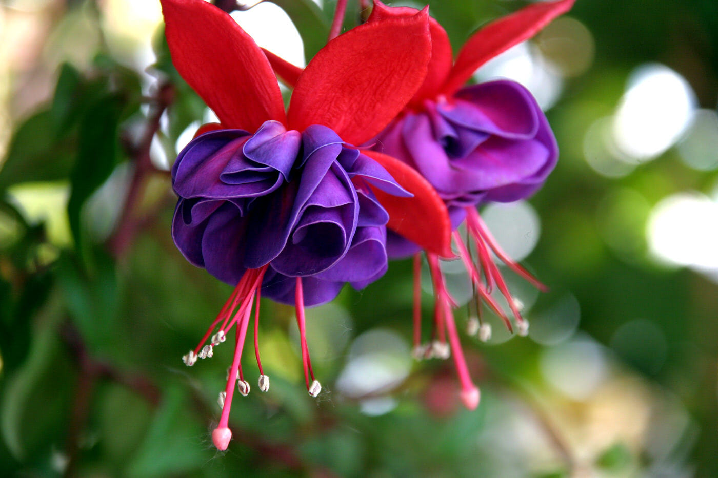 Fuchsias