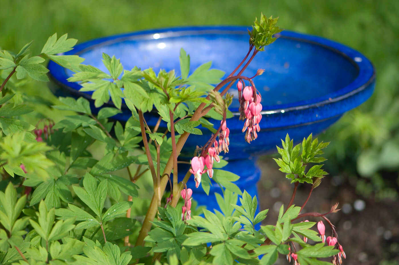 Garden Accents