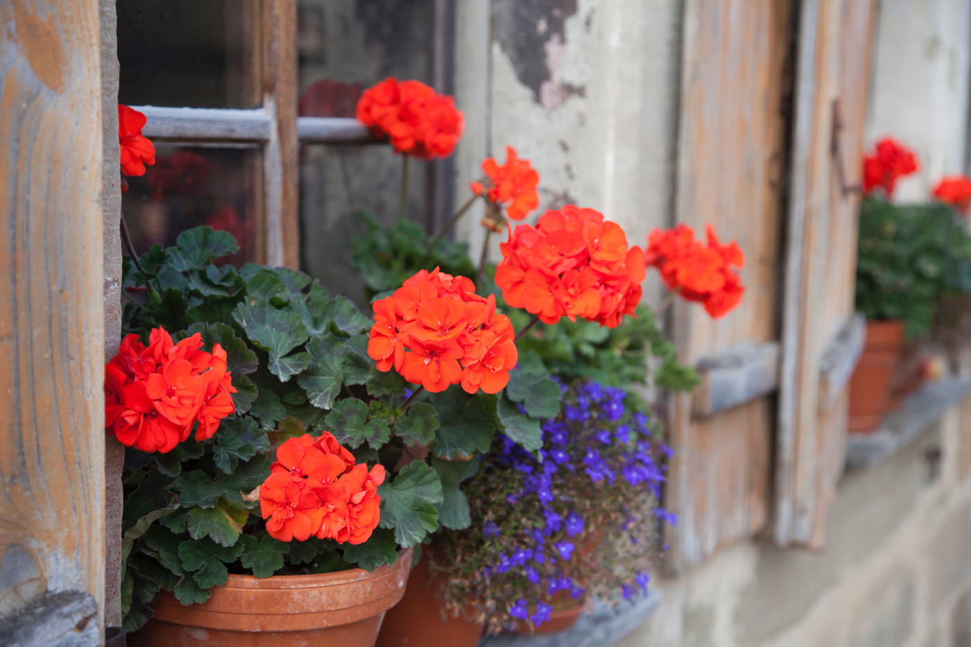 Geraniums