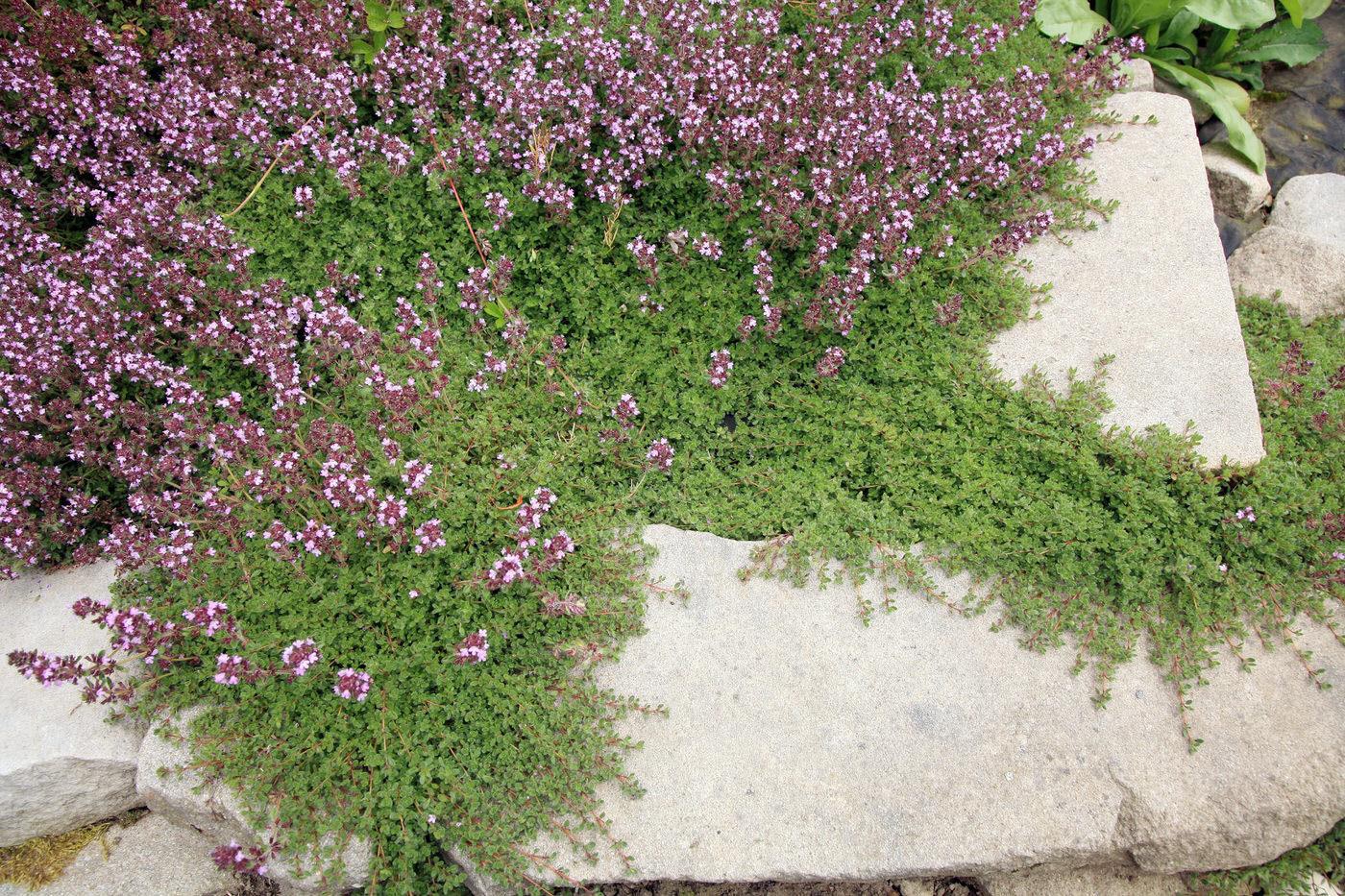 Groundcovers