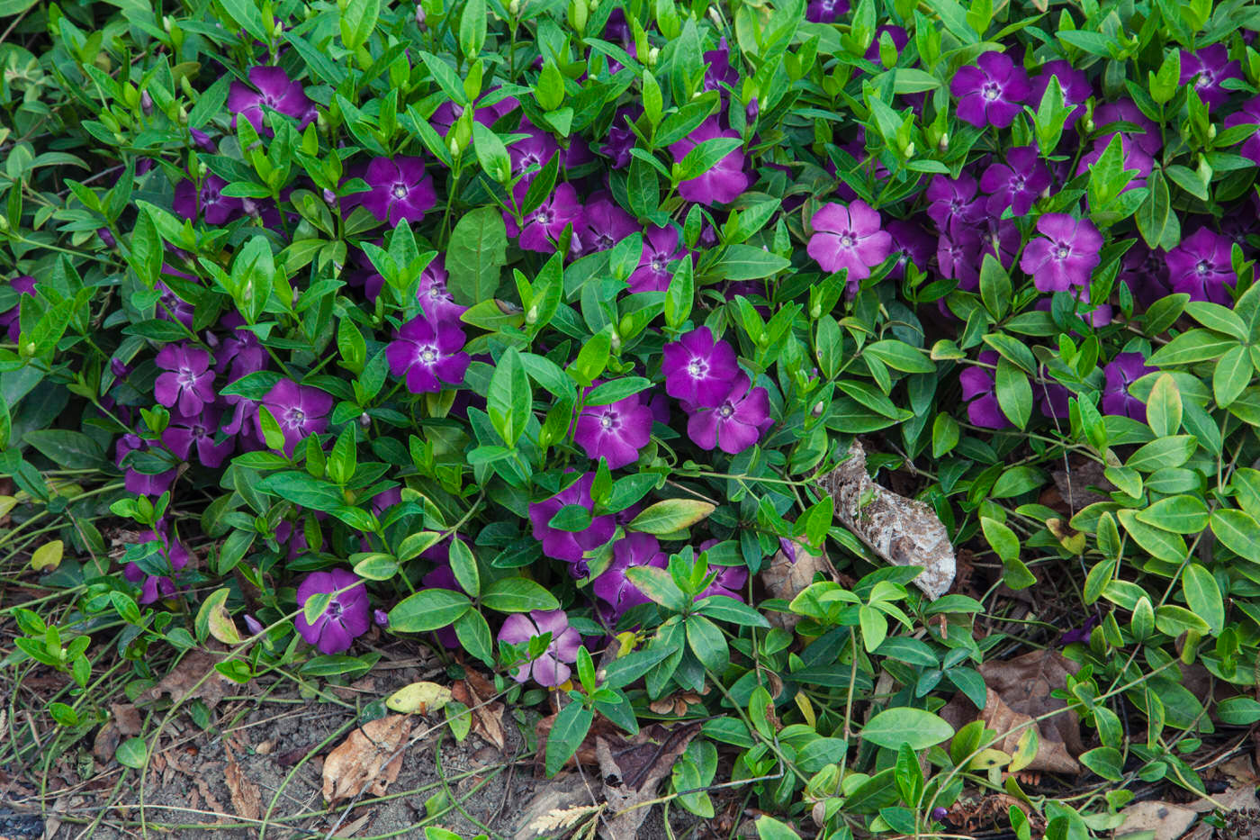 Shade Groundcovers