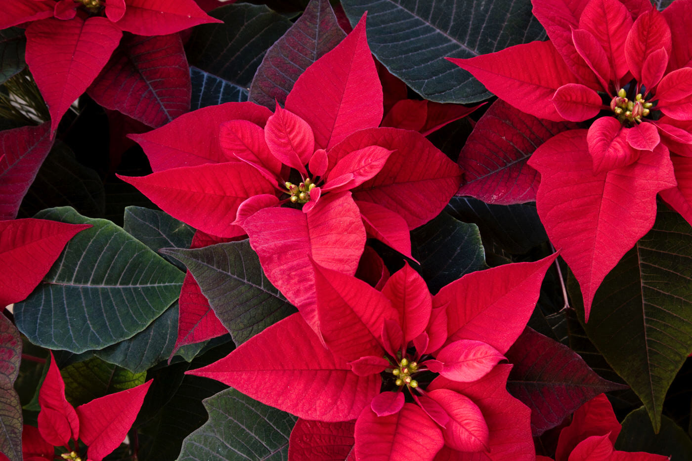 Poinsettias