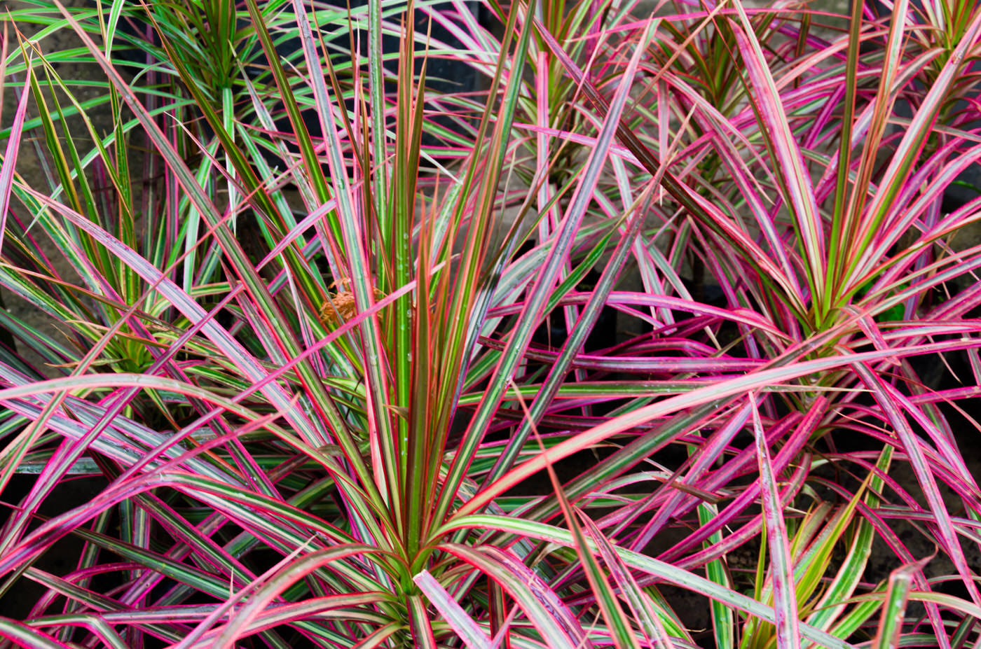 High Light Plants