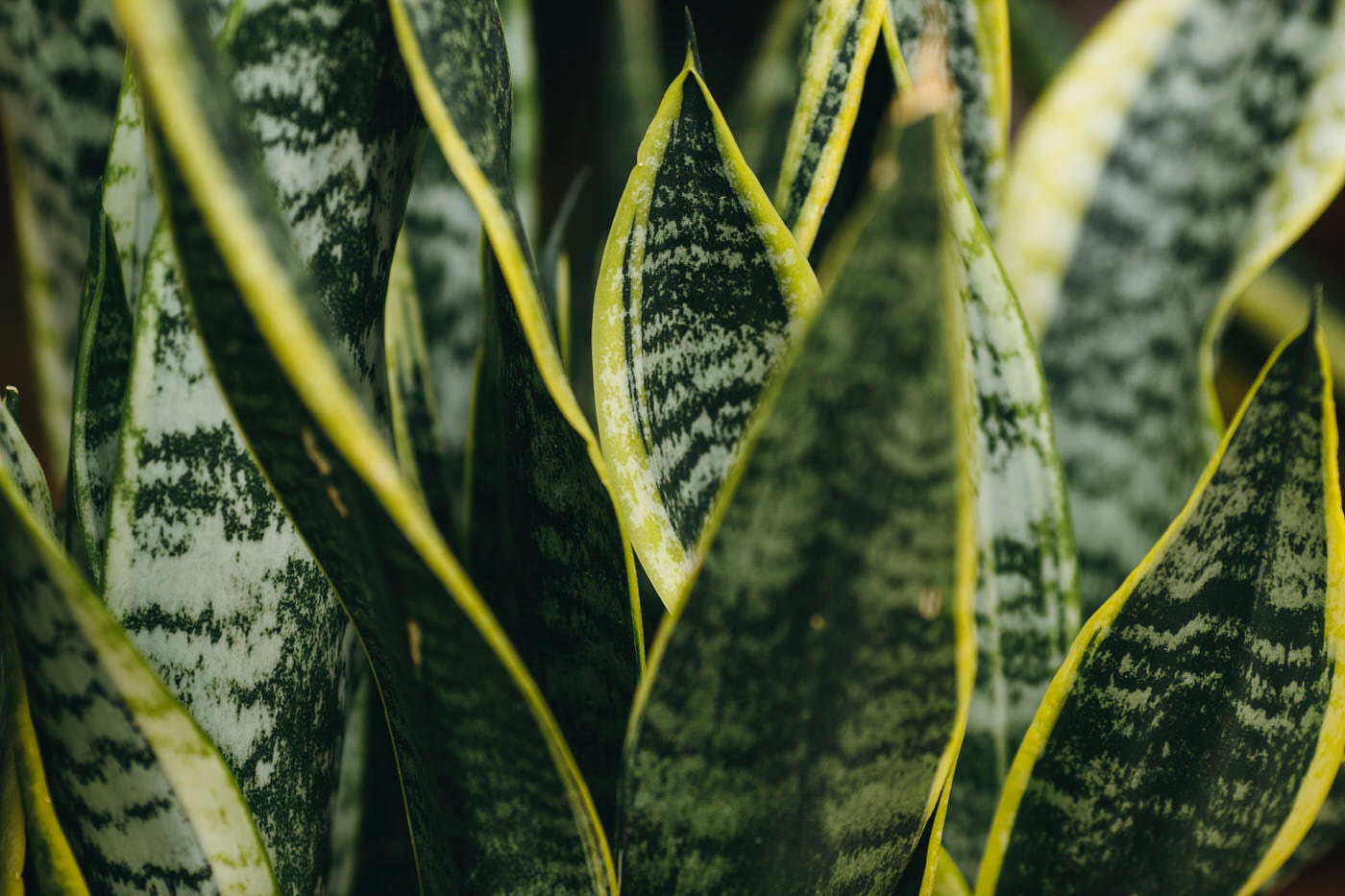 Houseplants High Light3