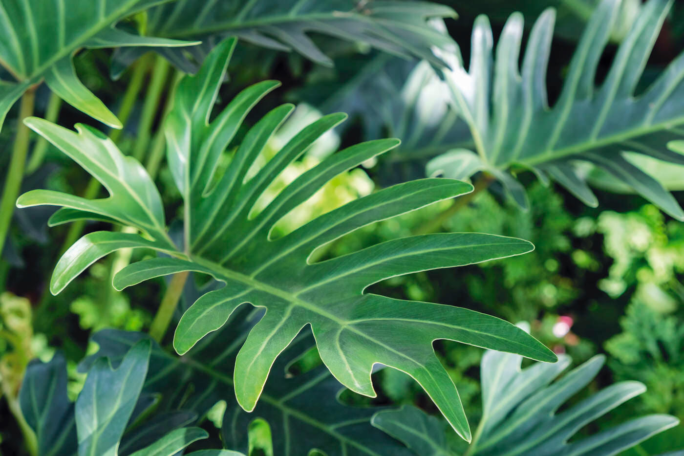 Low Light Plants