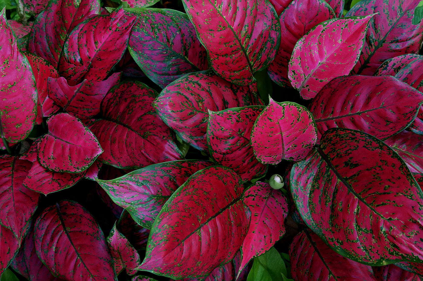 Low Light Plants
