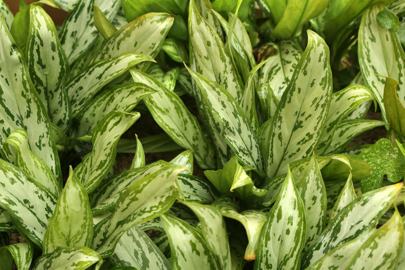 Low Light Plants
