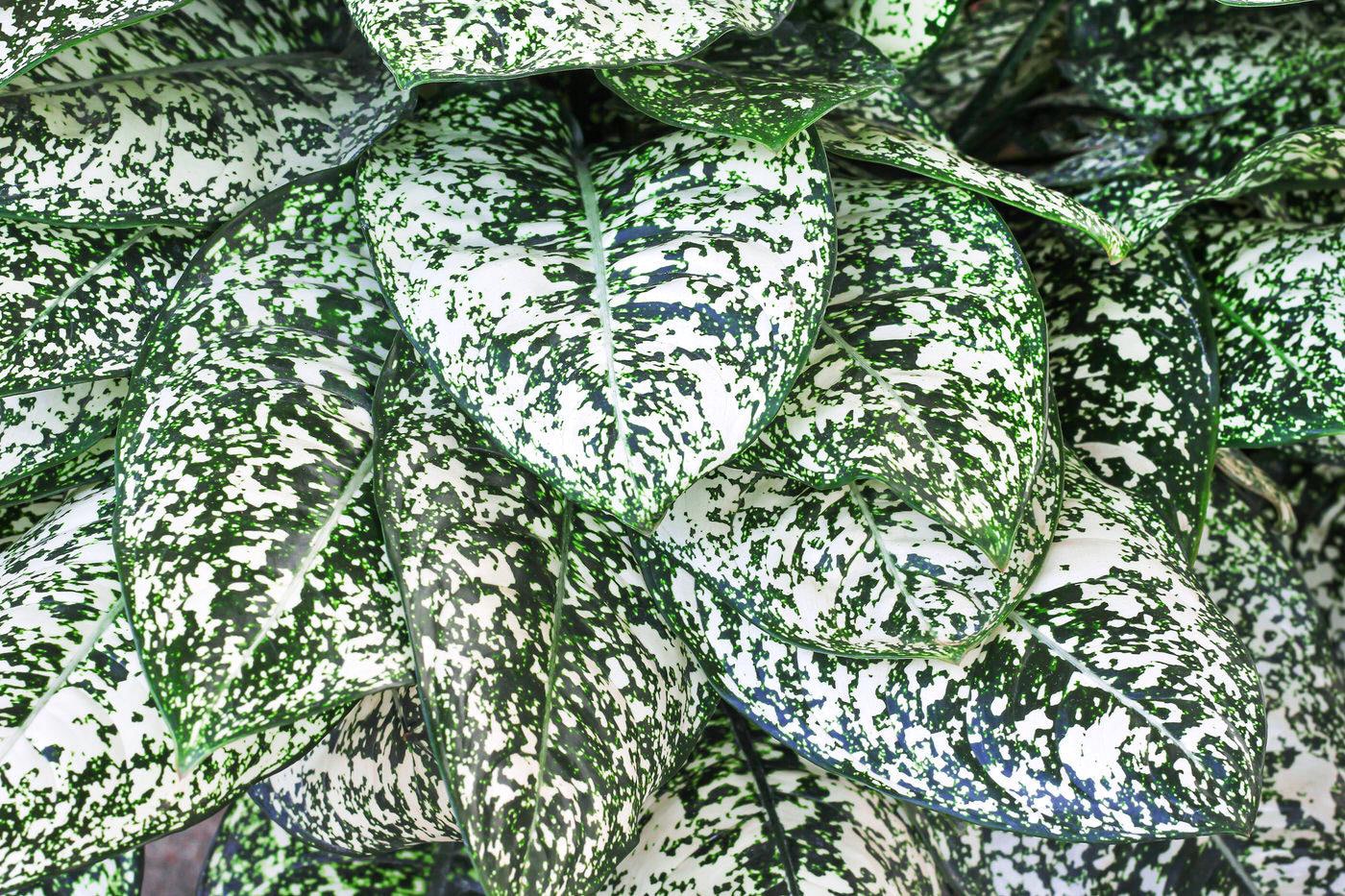 Low Light Plants