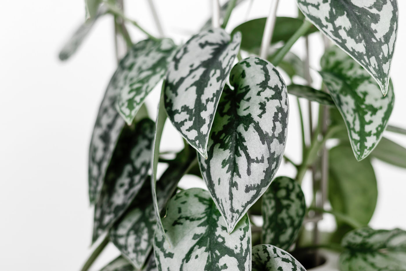 Low Light Plants