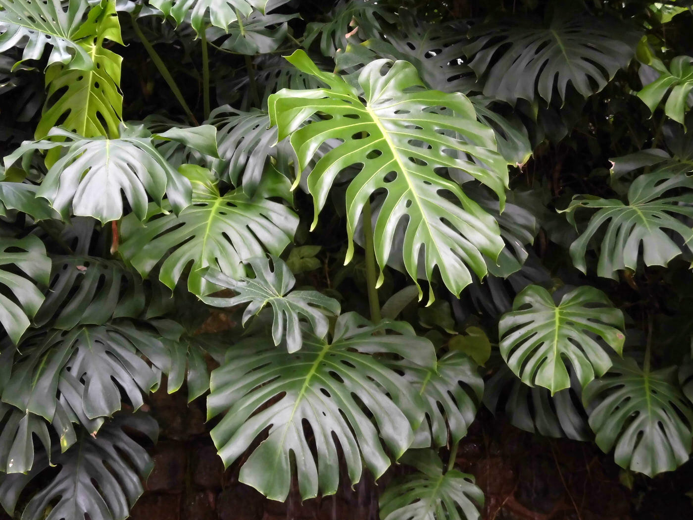 Low Light Plants