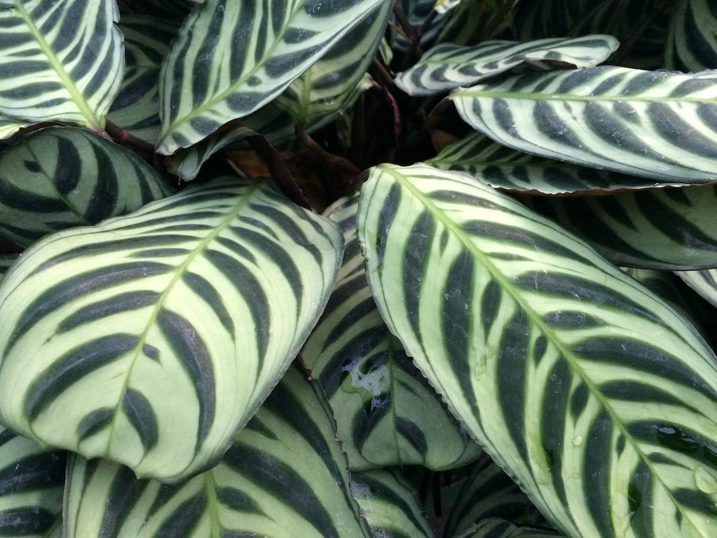 Low Light Plants
