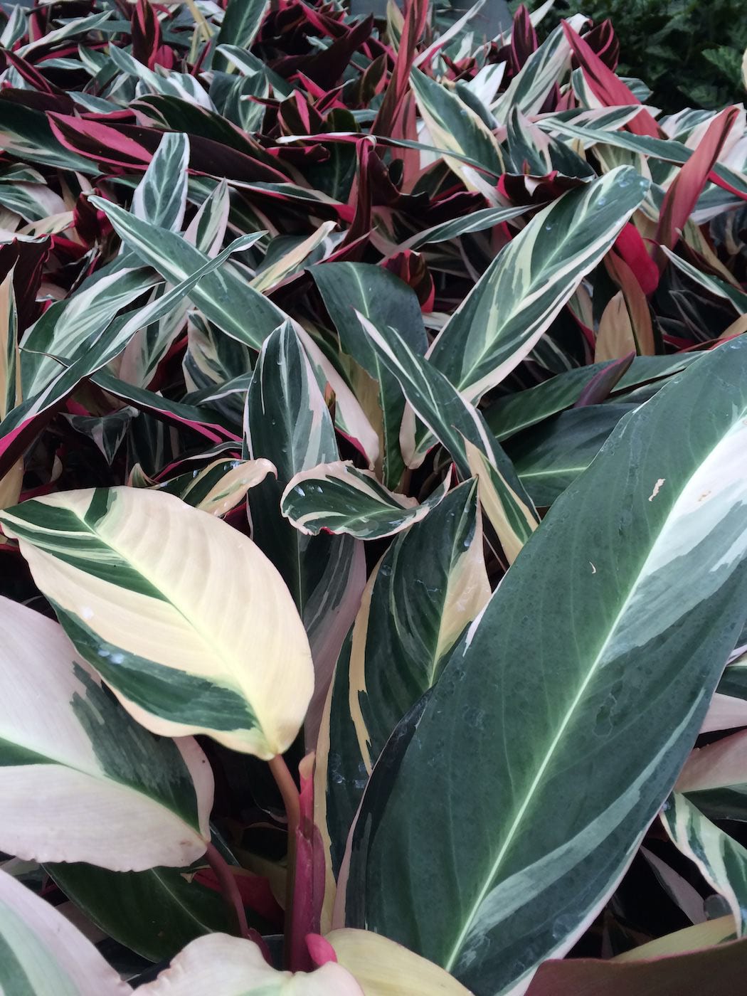 Low Light Plants