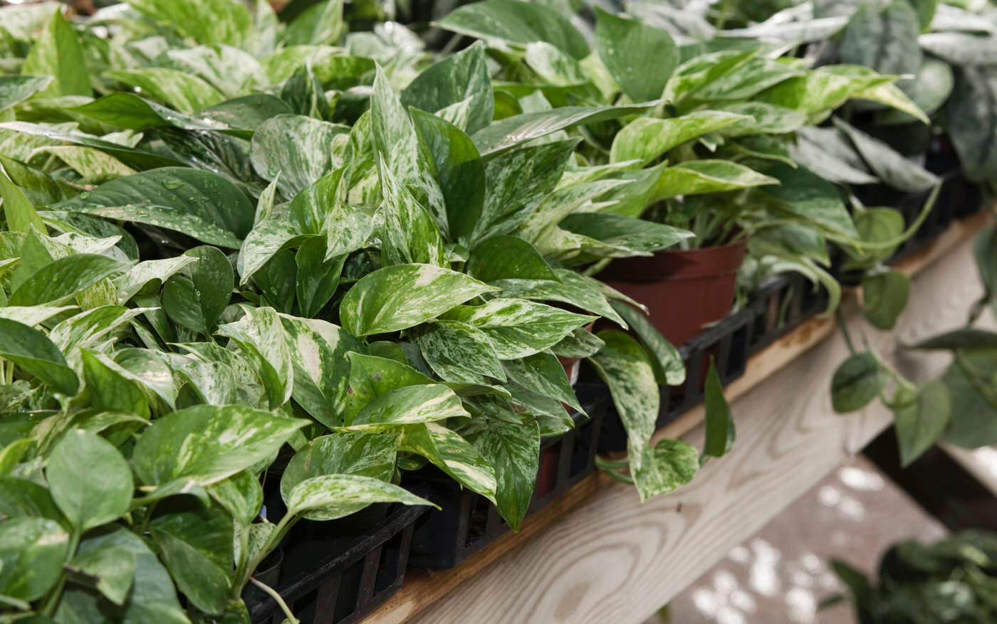Low Light Plants
