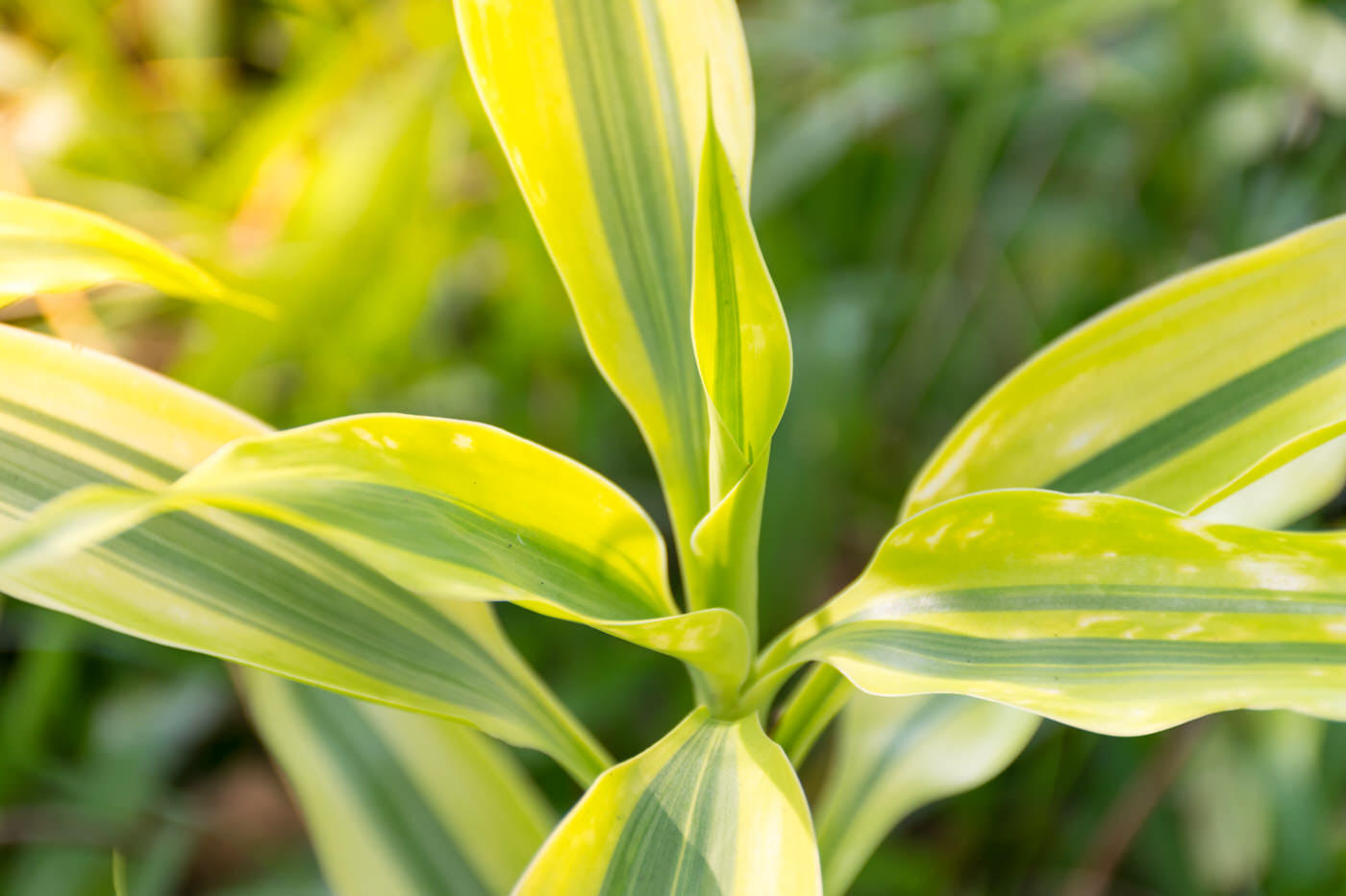 Medium Light Plants