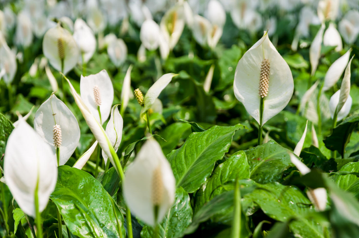 Medium Light Plants