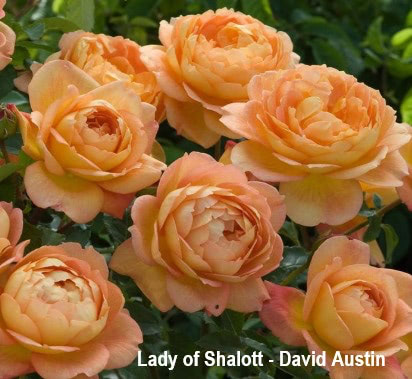 Lady of Shalott DA