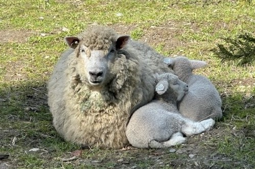 Lambs 4