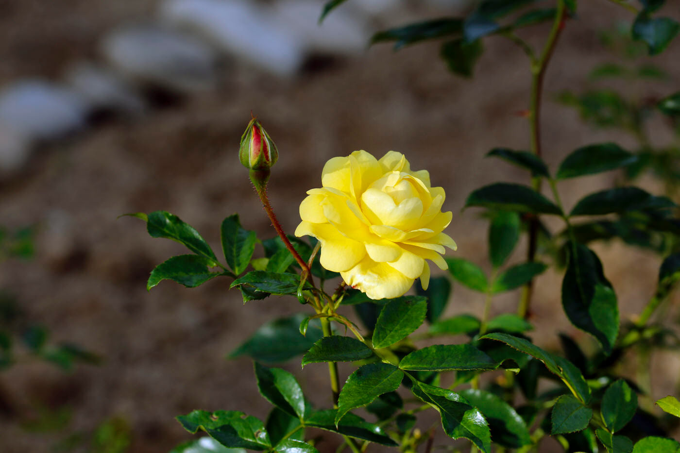 Miniature Roses