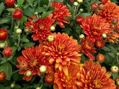 Fall Plants