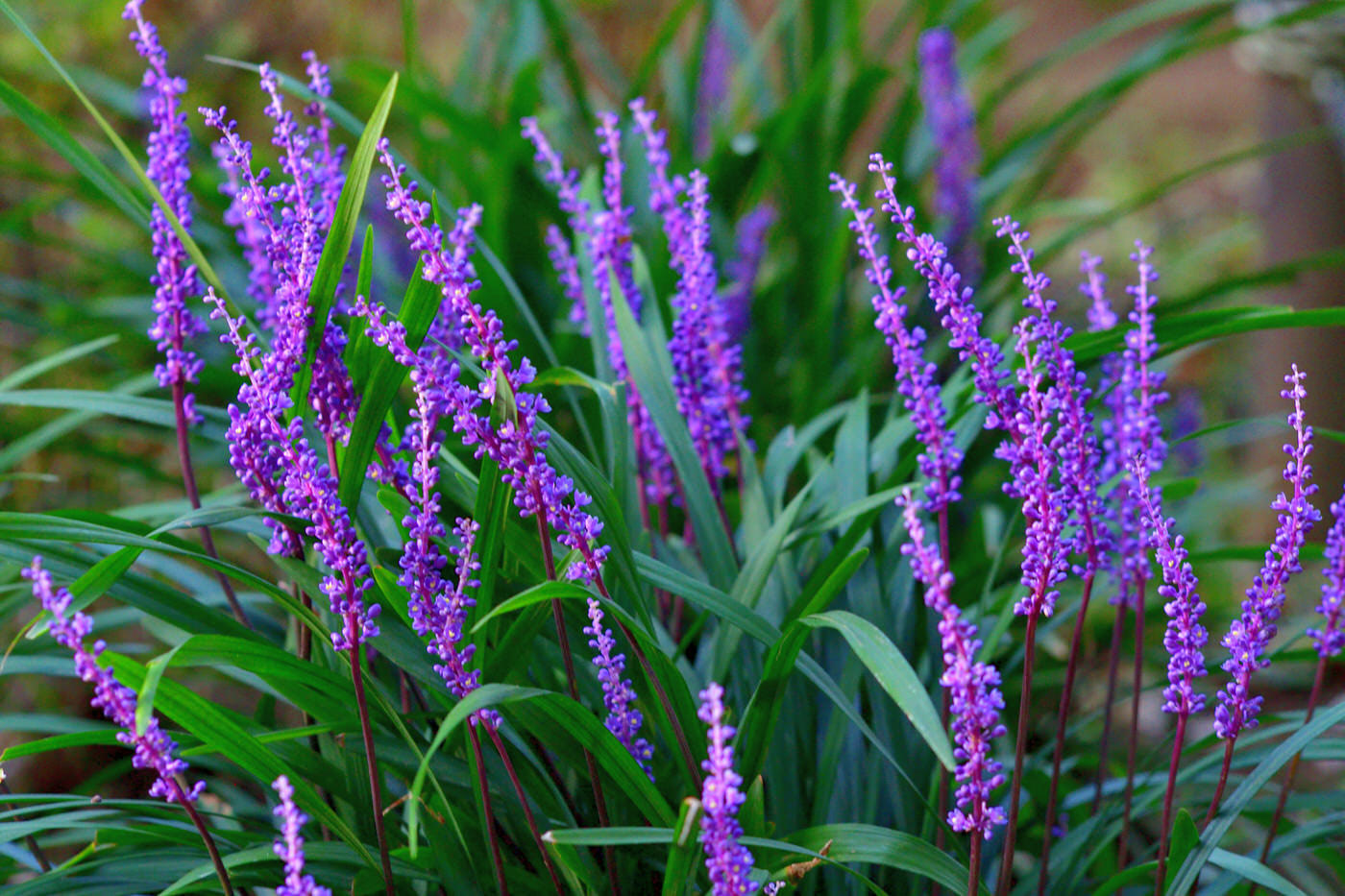 Shade Grasses