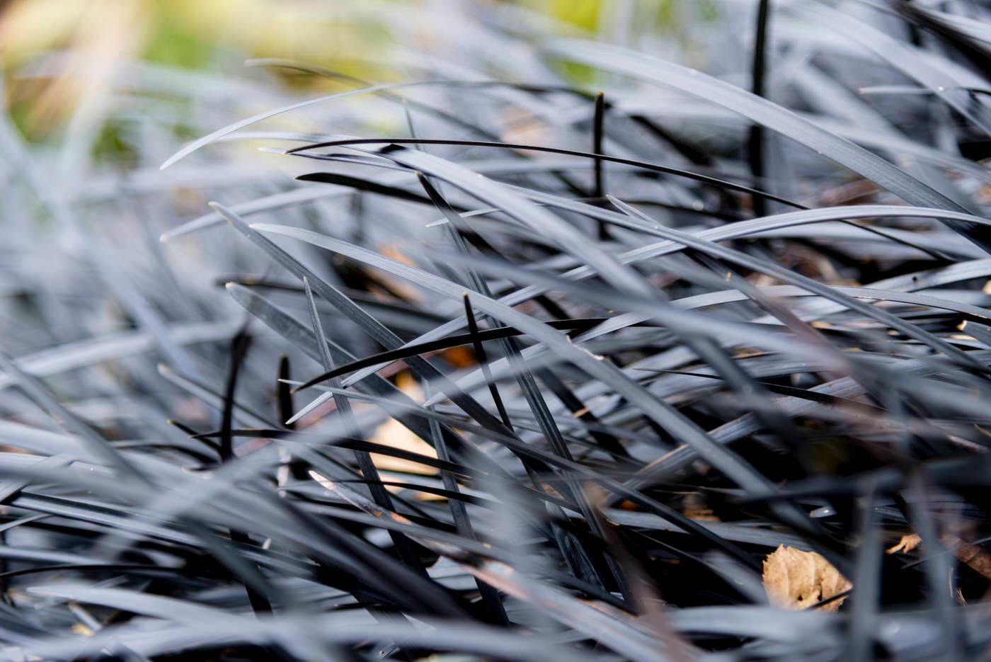 Shade Grasses